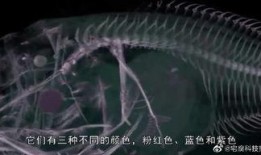 海洋最新爆料消息今天视频,今日视频带你探索神秘海底世界！